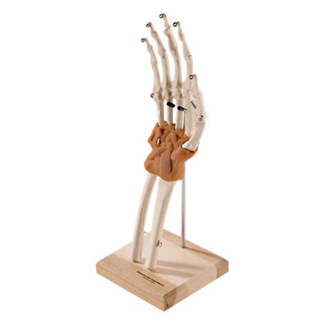 Ultra-Flex Ligamented Hand and Wrist,11" x 6" x 10",Each,563595