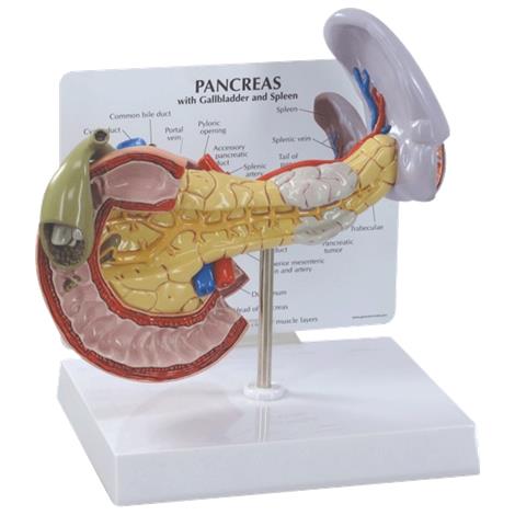 Anatomical Pancreas,Spleen and Gallbladder Model,7.75" x 5" x 2.75",Each,G333