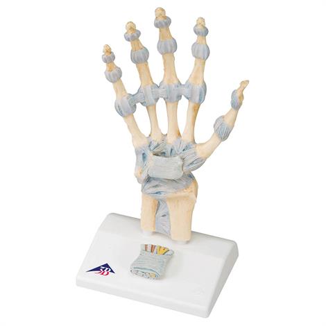 A3BS Three Part Hand Skeleton Model with Ligaments and carpal tunnel,11.8" x 5.5" x 3.9",Each,M33