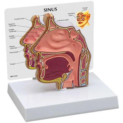 Anatomical Basic Sinus Model,4.5" x 0.5" x 5.25",Each,G285