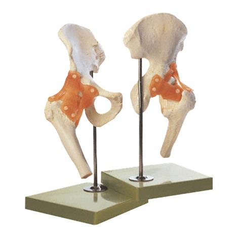Anatomical Functional Right Hip Joint Model,14" x 8" x 7",Each,NS-51