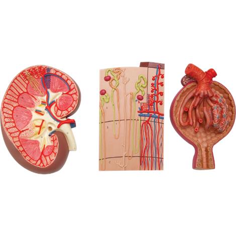 A3BS Kidney Section with Nephrons, Vessels and Renal Corpuscle Model,11.4" x 20.5" x 3.5",Each,K11