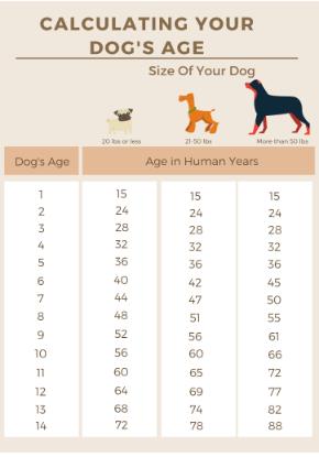 Tips to Calculate Your Dog’s Age and Analyzing Their Health | HPFY